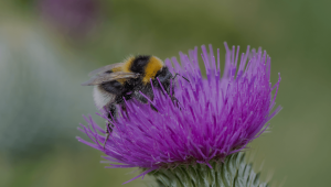 bee landscape